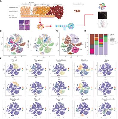 Dissecting the Single-Cell Transcriptome Network of Immune Environment Underlying Cervical Premalignant Lesion, Cervical Cancer and Metastatic Lymph Nodes